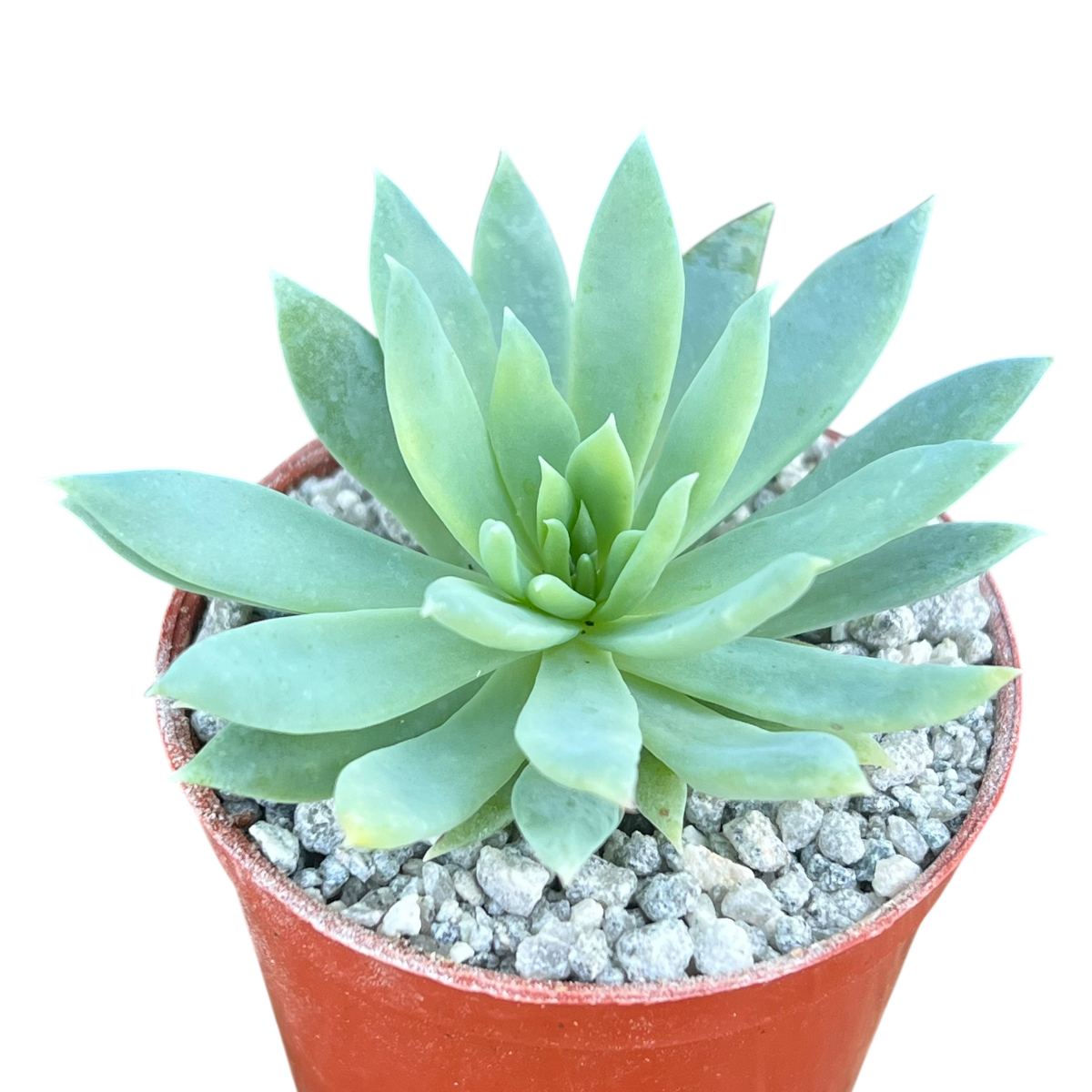 x Dudlyveria 'White Sprite'