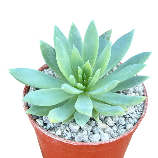 x Dudlyveria 'White Sprite'