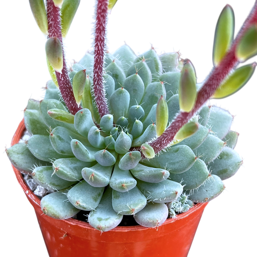 Echeveria setosa var. deminuta