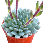 Echeveria setosa var. deminuta