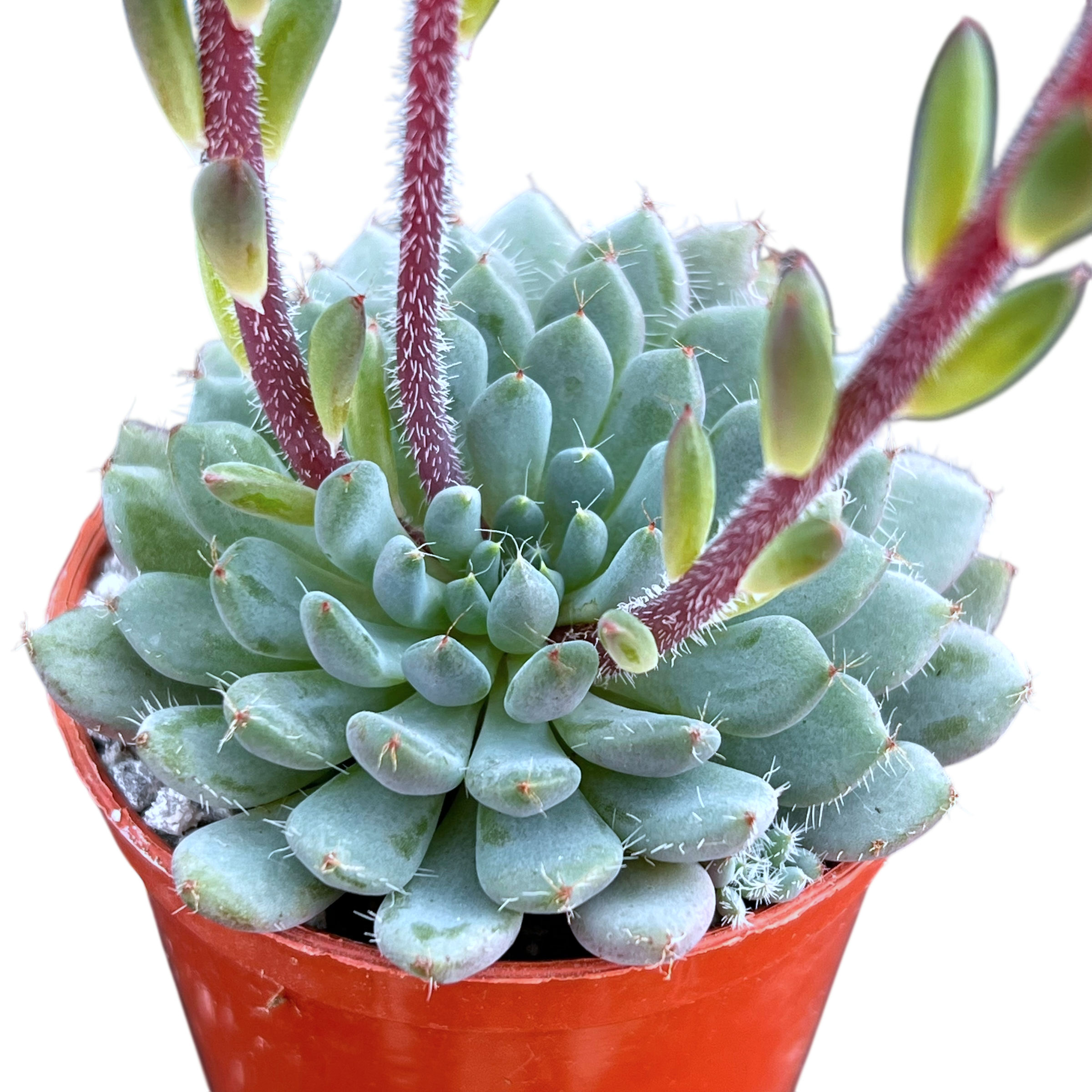 Echeveria setosa var. deminuta