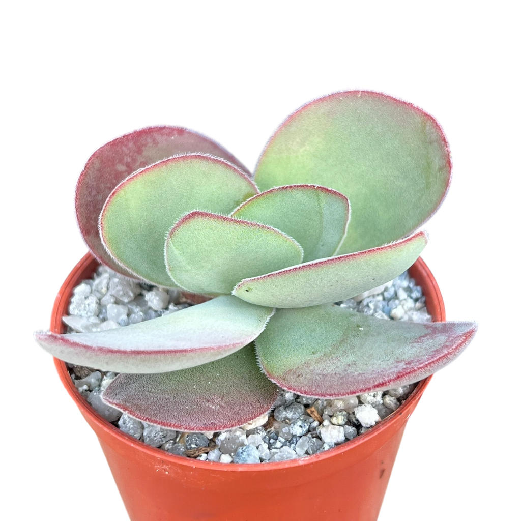 Crassula cotyledonis