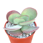 Crassula cotyledonis
