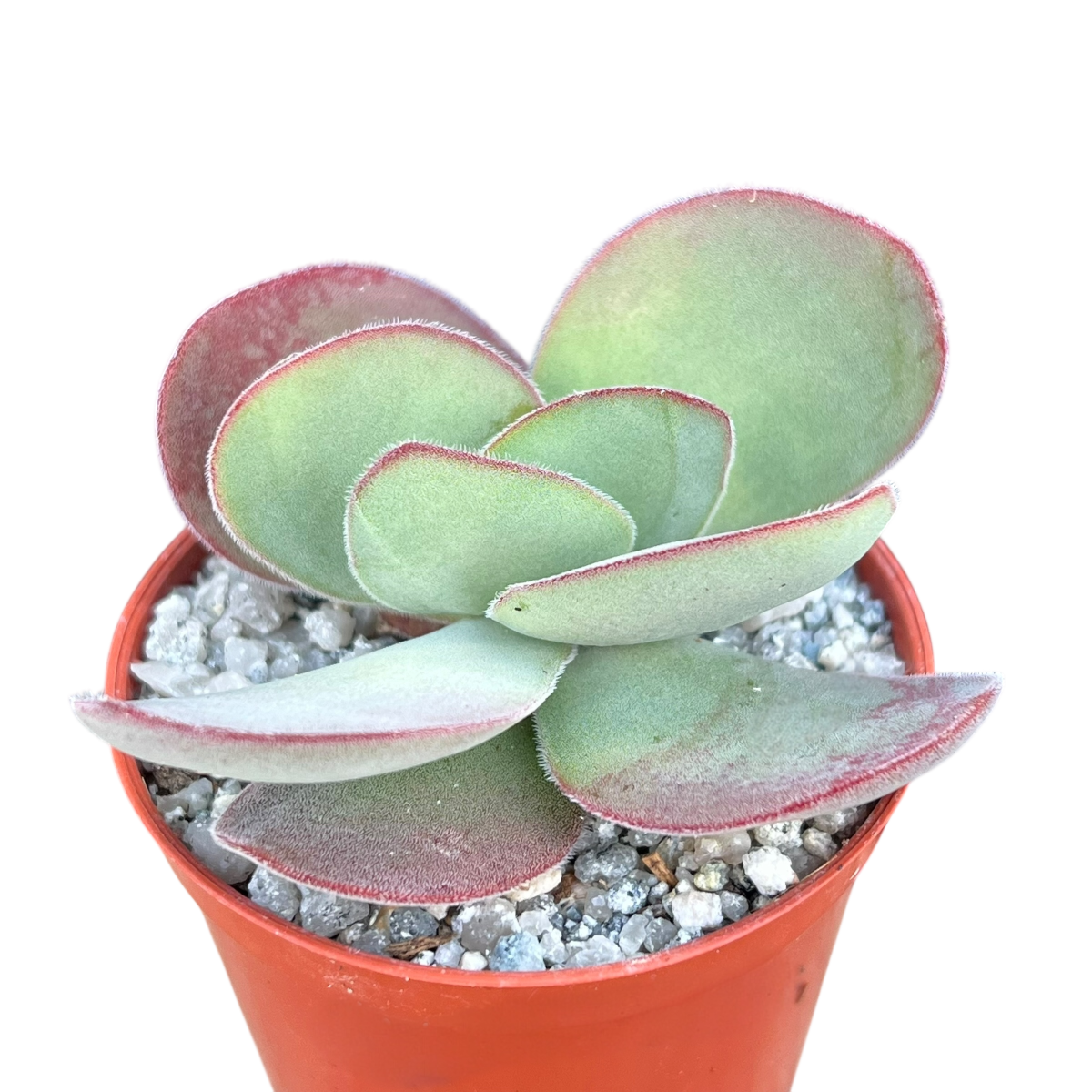 Crassula cotyledonis