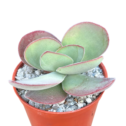 Crassula cotyledonis