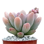 x Pachyveria 'Clavifolia'