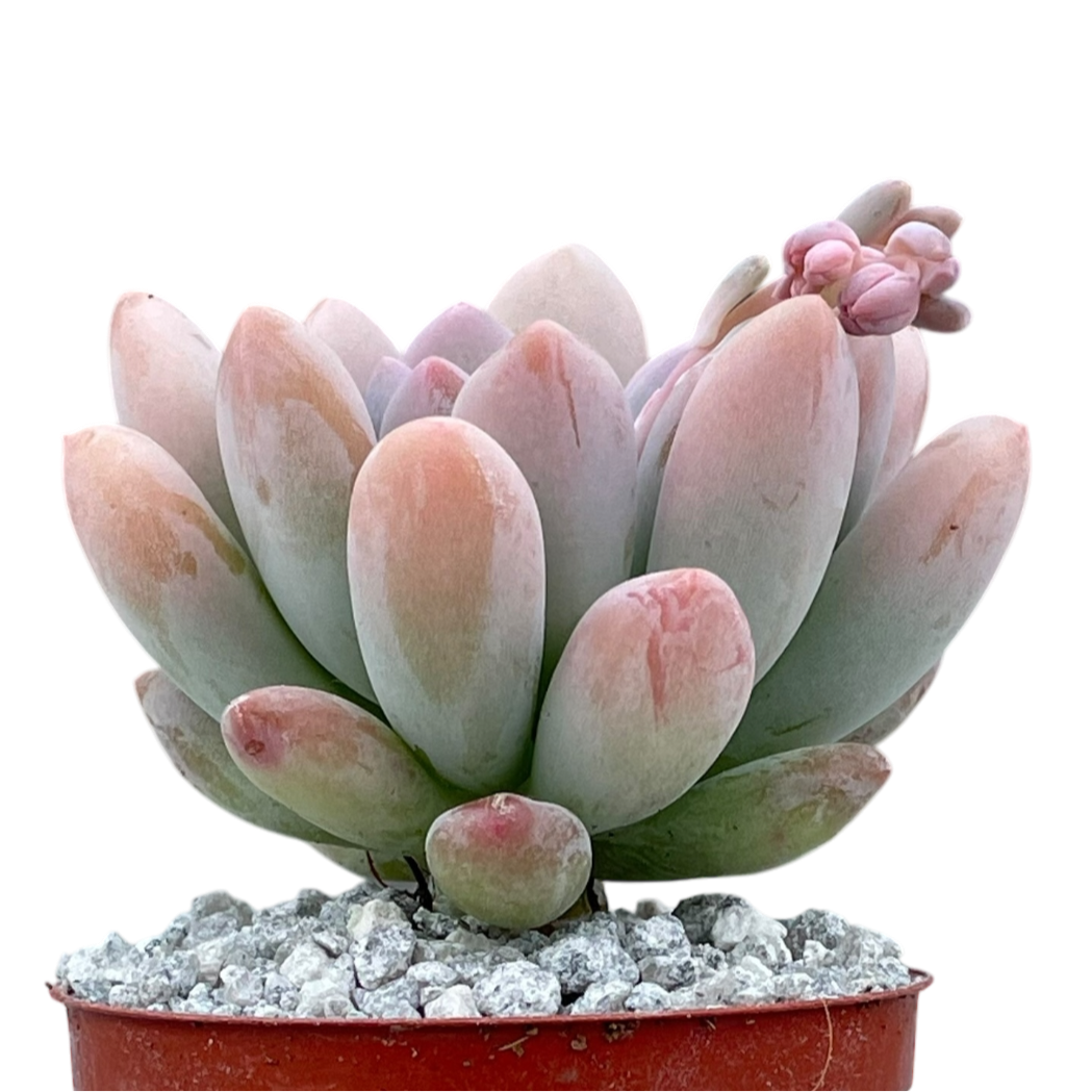 x Pachyveria 'Clavifolia'