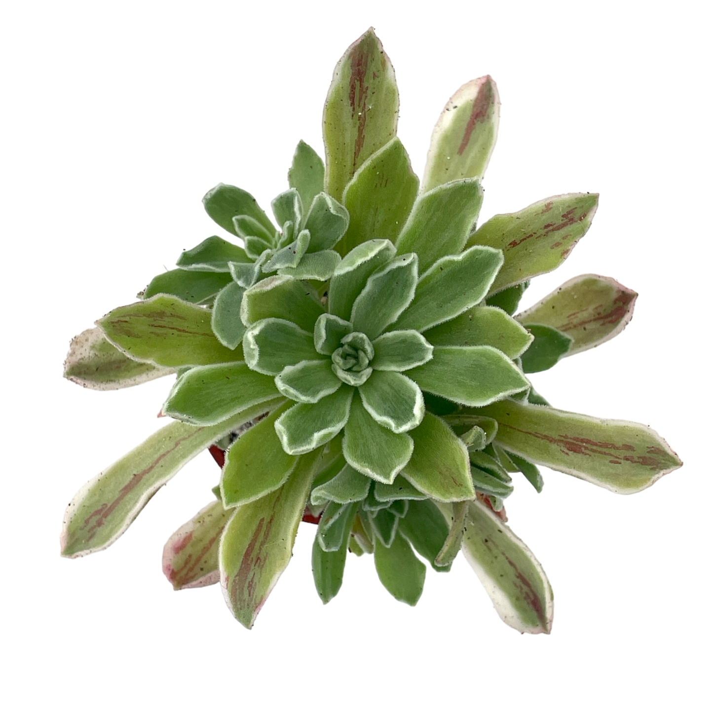 Aeonium goochiae 'Ballerina'