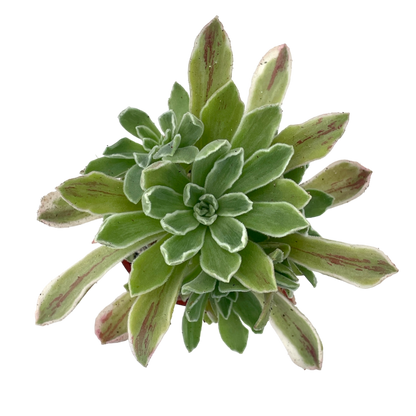 Aeonium goochiae 'Ballerina'