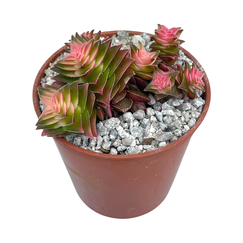 Crassula capitella ssp. thyrsiflora variegata