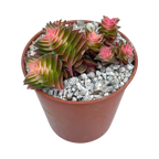 Crassula capitella ssp. thyrsiflora variegata