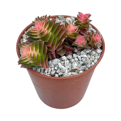 Crassula capitella ssp. thyrsiflora variegata