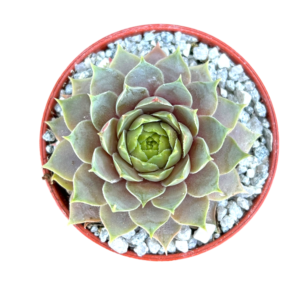 Sempervivum 'Lilac Time'