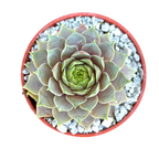 Sempervivum 'Lilac Time'