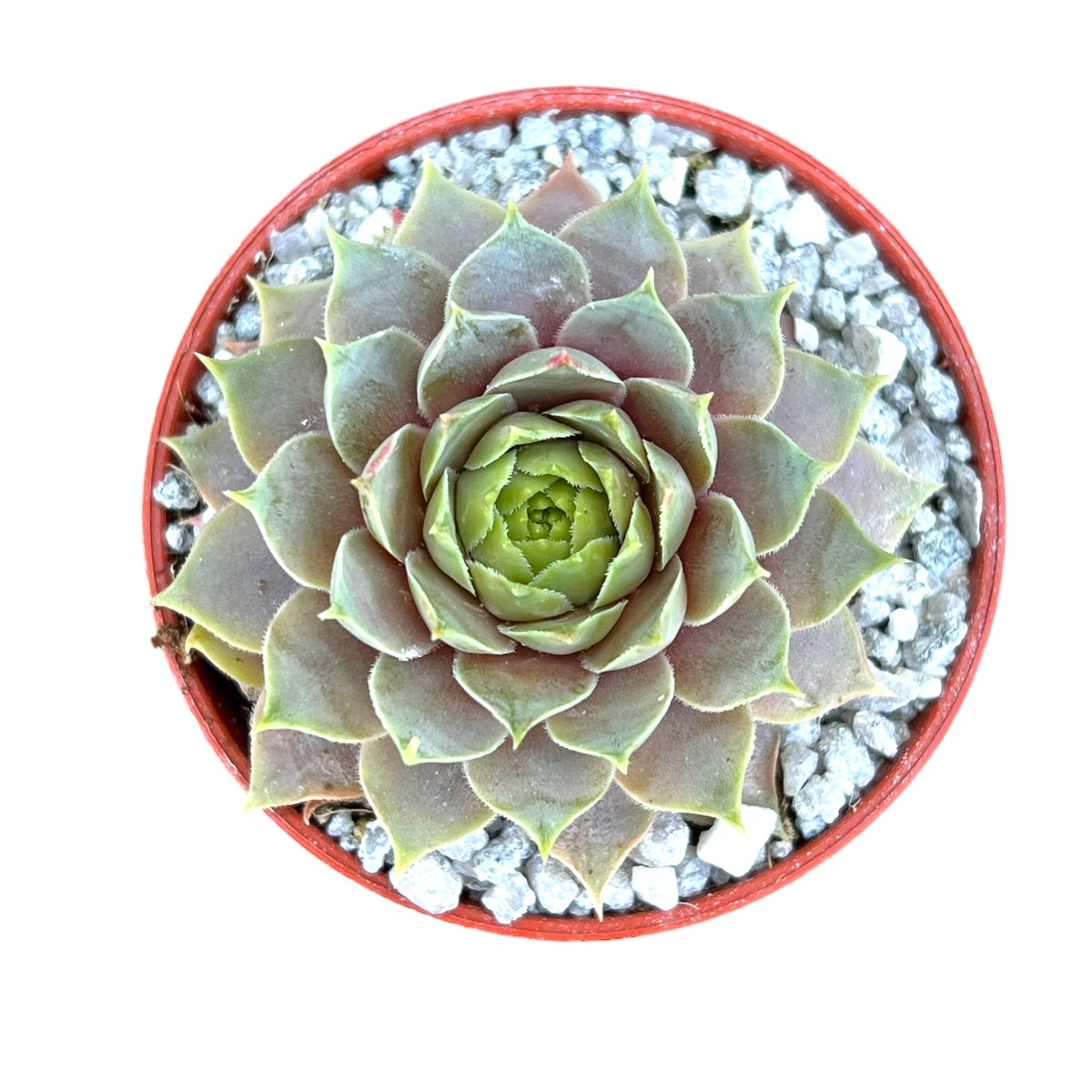 Sempervivum 'Lilac Time'