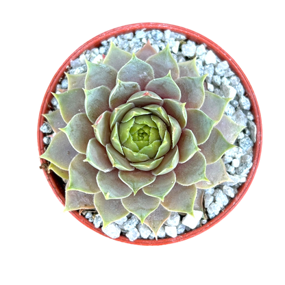 Sempervivum 'Lilac Time'