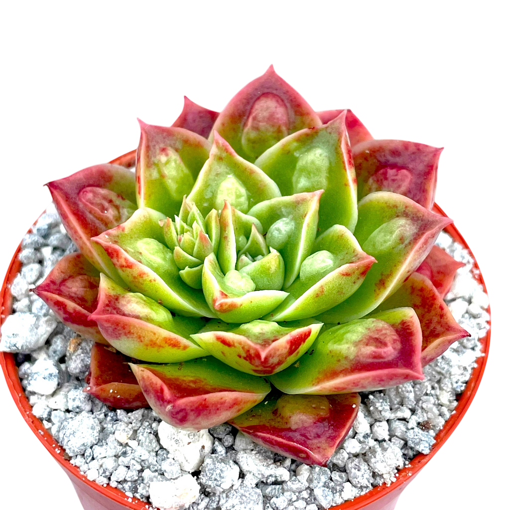Echeveria longissima (forme Bumpy)