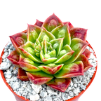 Echeveria longissima (forme Bumpy)