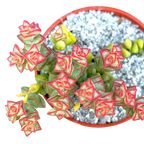 Crassula rupestris var. monticola