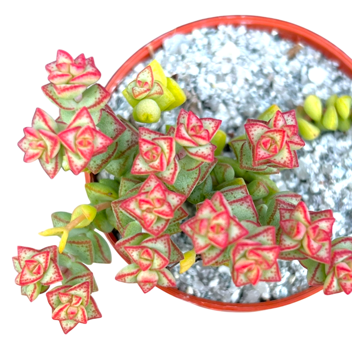 Crassula rupestris var. monticola