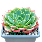 Echeveria glauca