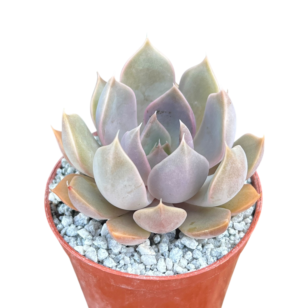 mensa succulent Echeveria 'Mensa' – Surreal Succulents