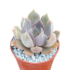 Echeveria 'Mensa'