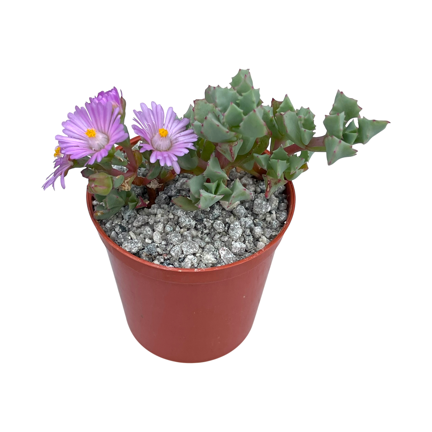 Oscularia deltoides