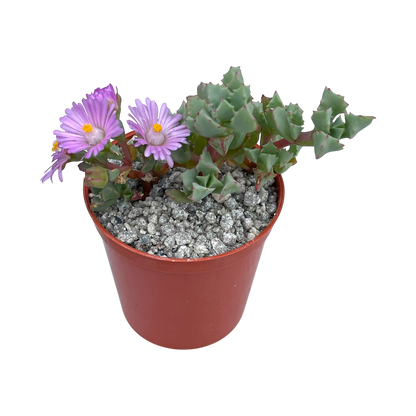 Oscularia deltoides