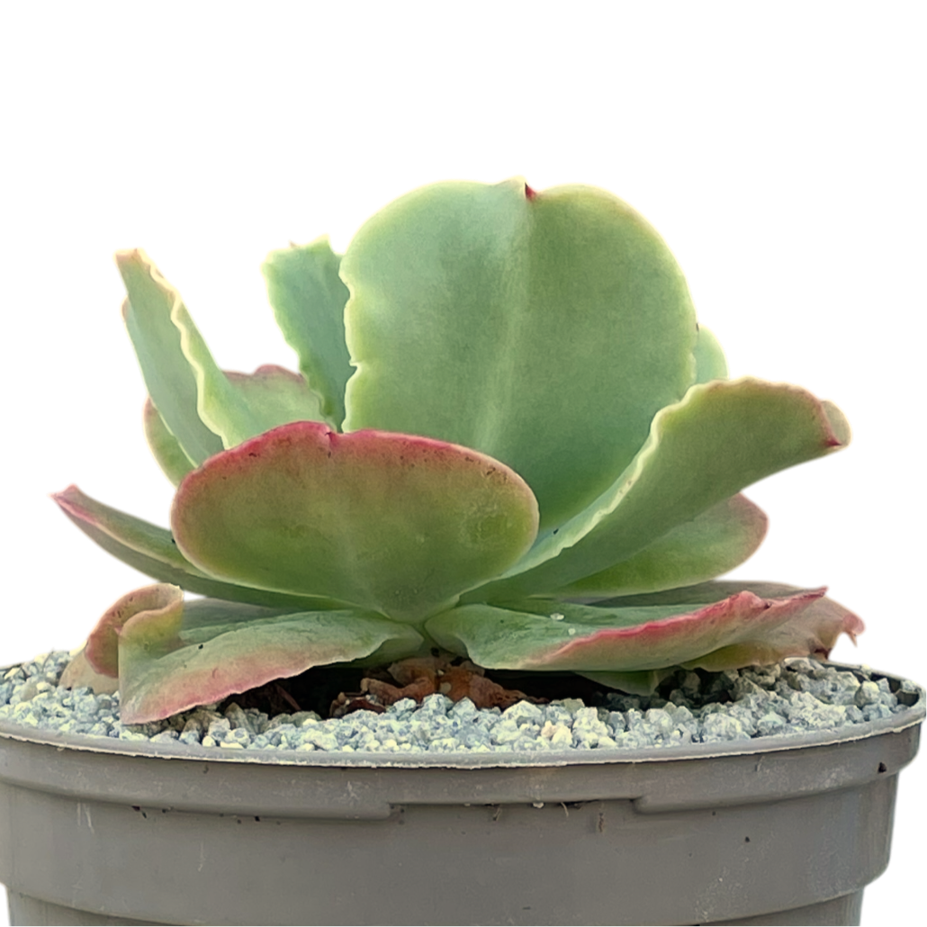 Echeveria 'Blondie'