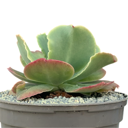 Echeveria 'Blondie'
