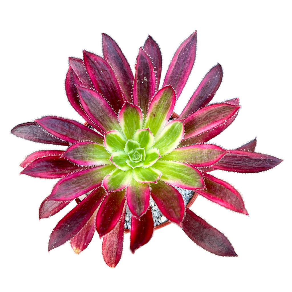 Aeonium 'Firecracker' variegata