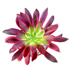 Aeonium 'Firecracker' variegata