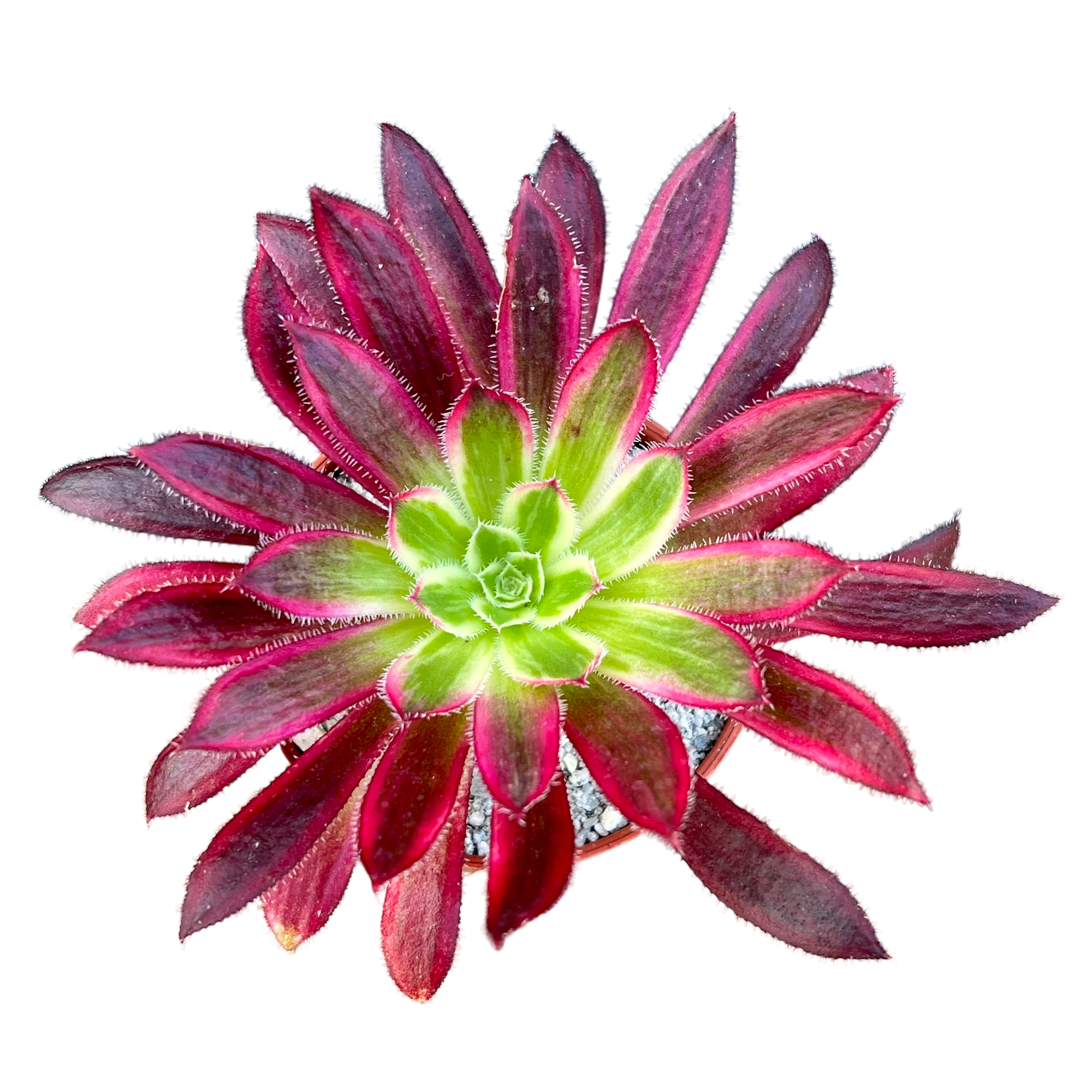 Aeonium 'Firecracker' variegata