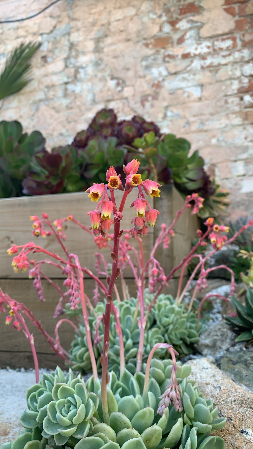 Echeveria elegans