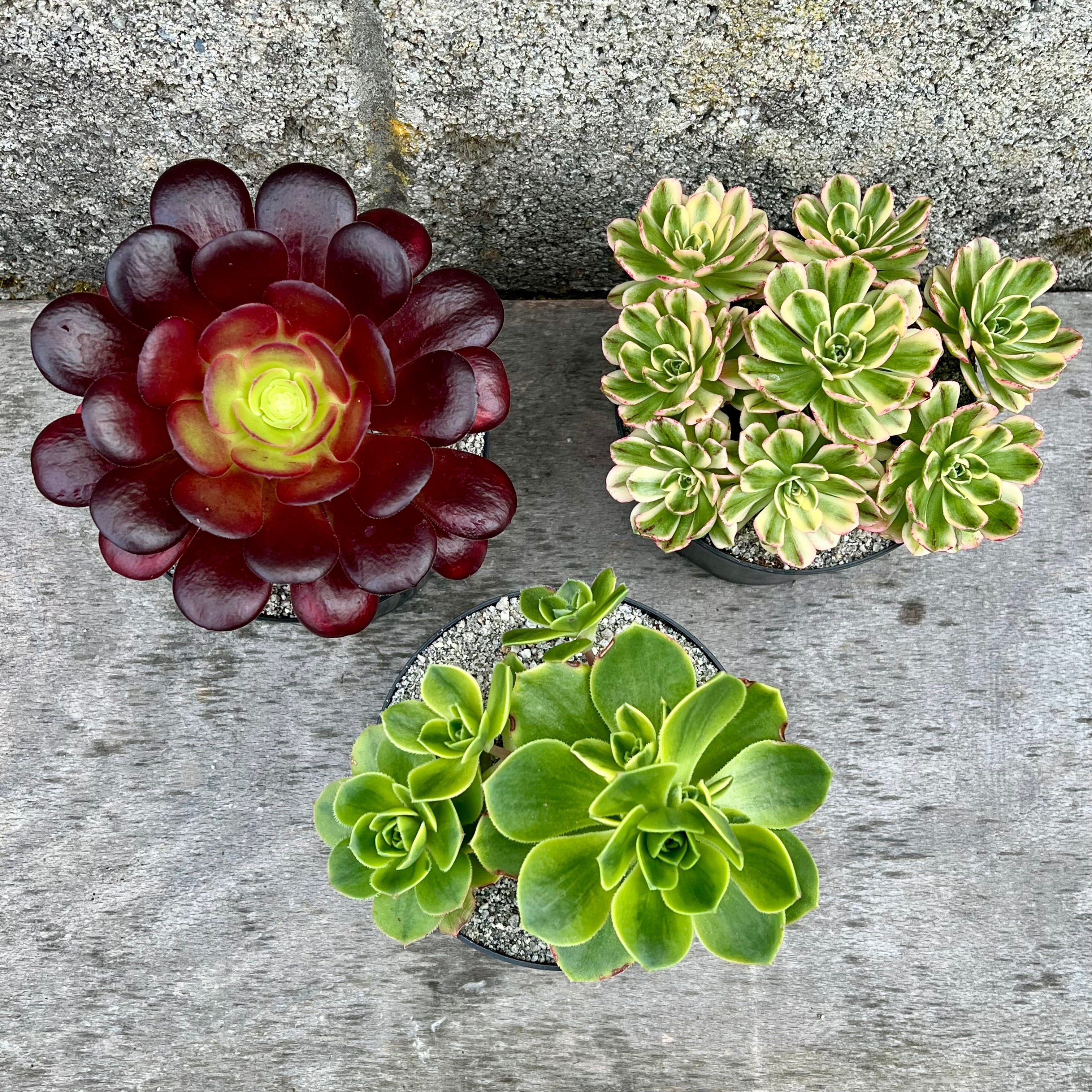 アエオニウムお楽しみセット – Surreal Succulents