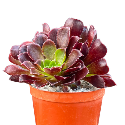 x Semponium 'Halo'