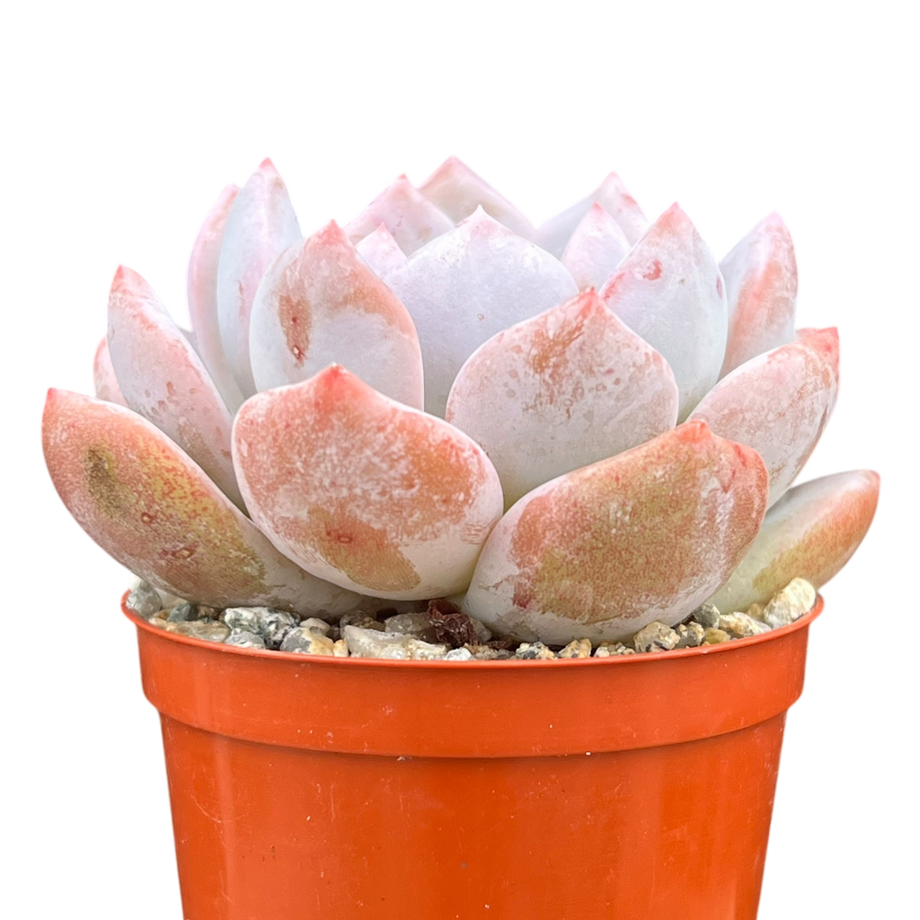 Echeveria 'Monroe'