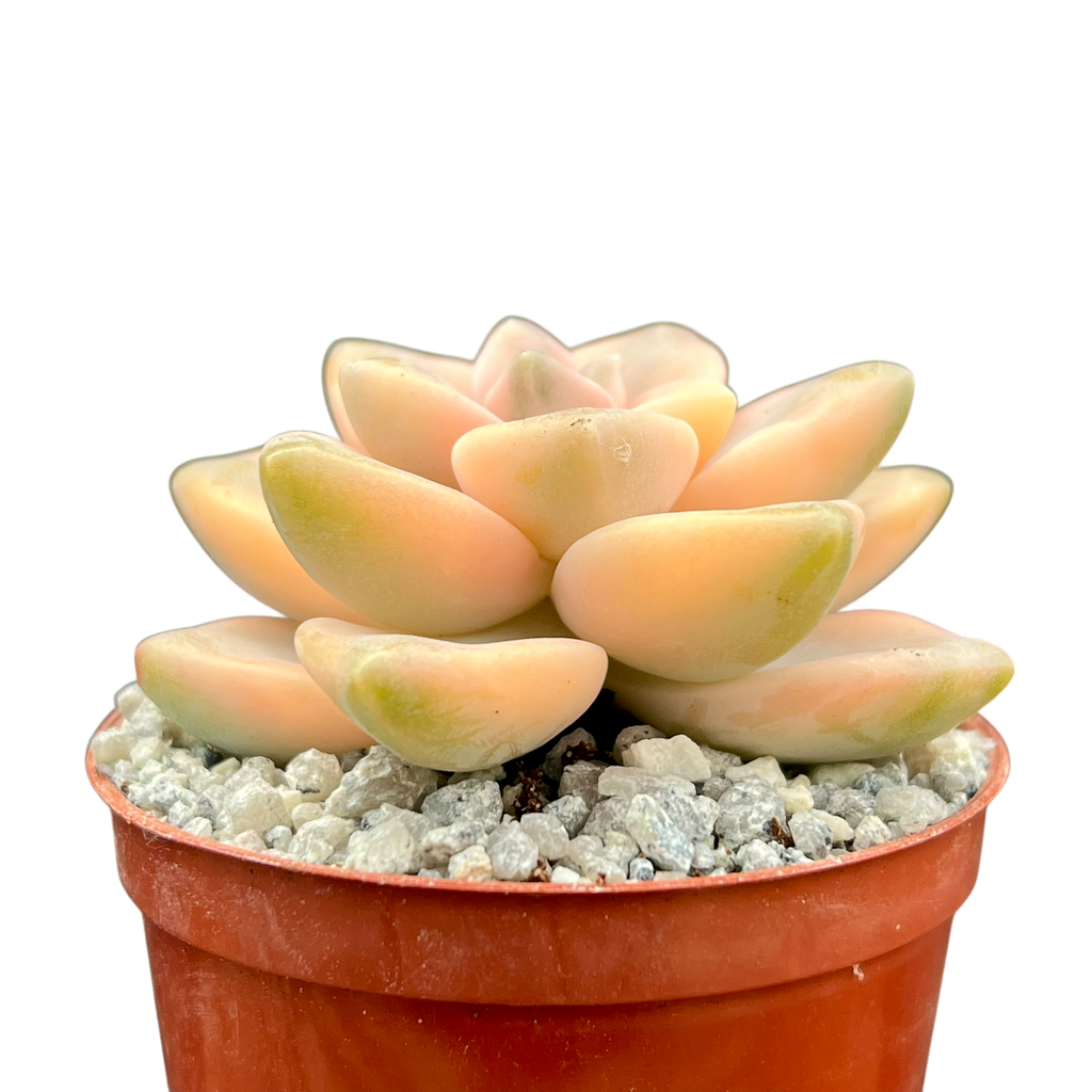Graptopetalum paraguayense ssp. bernalense variegata