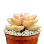 Graptopetalum paraguayense ssp. bernalense variegata