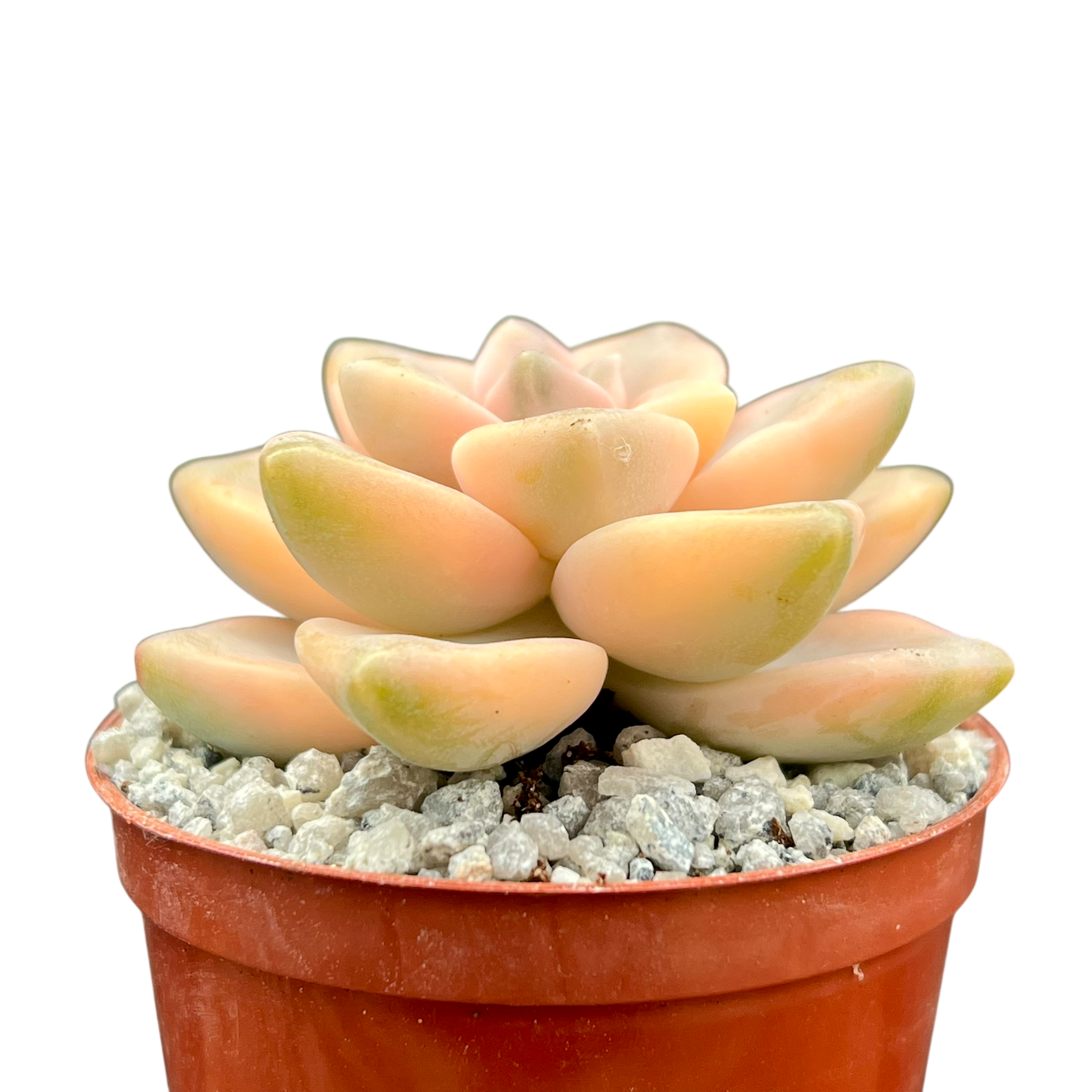 Graptopetalum paraguayense ssp. bernalense variegata