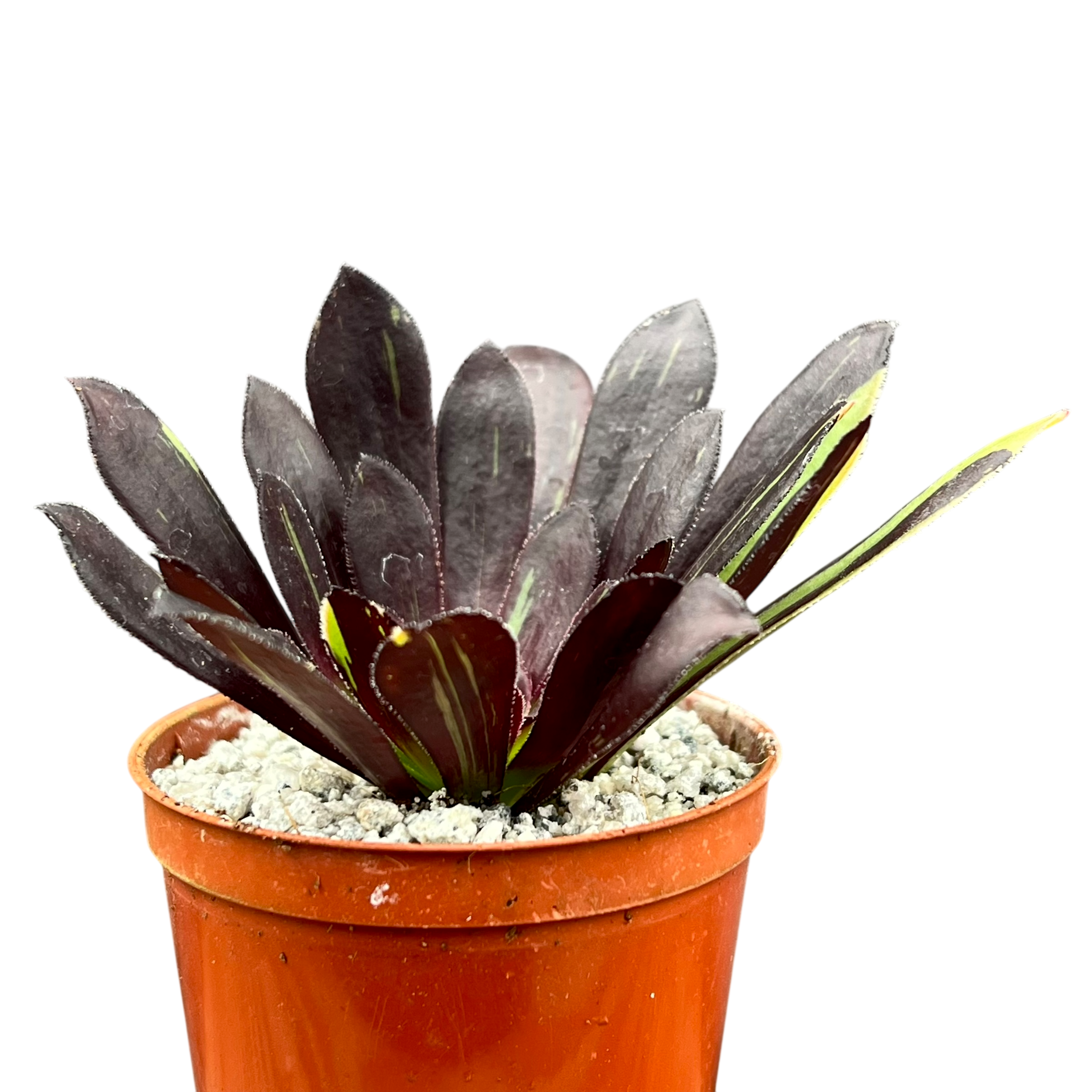 アエオニウム 'ビッグバン' – Surreal Succulents