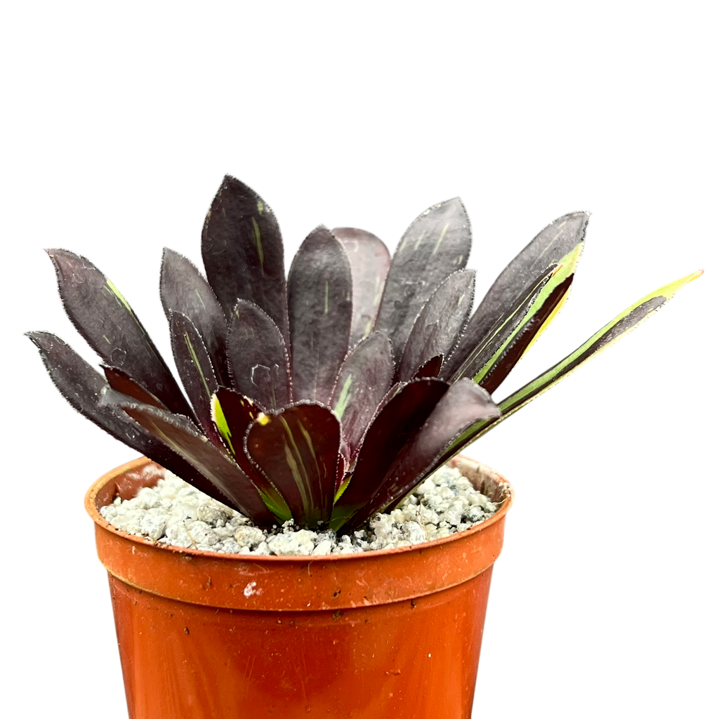 アエオニウム 'ビッグバン' – Surreal Succulents