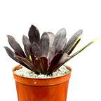 Aeonium 'Big Bang'