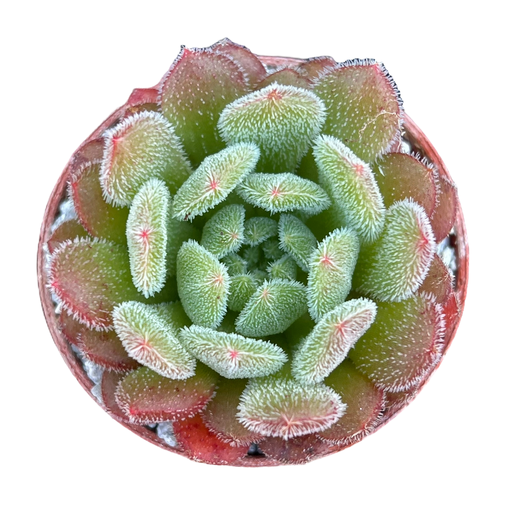 Echeveria 'Debbie'