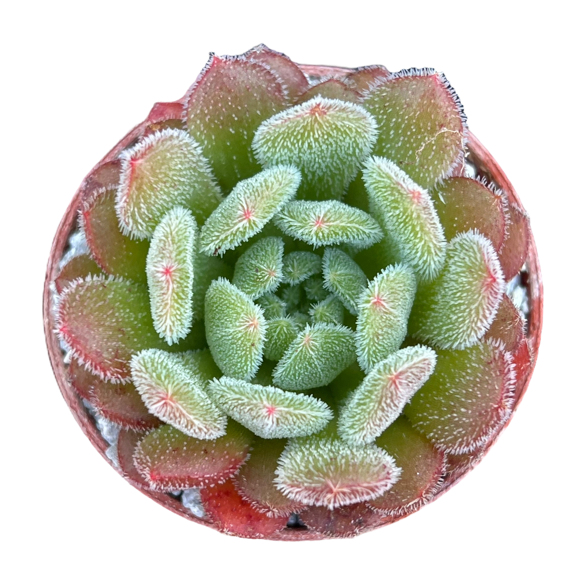 Echeveria 'Debbie'