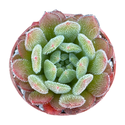 Echeveria 'Debbie'