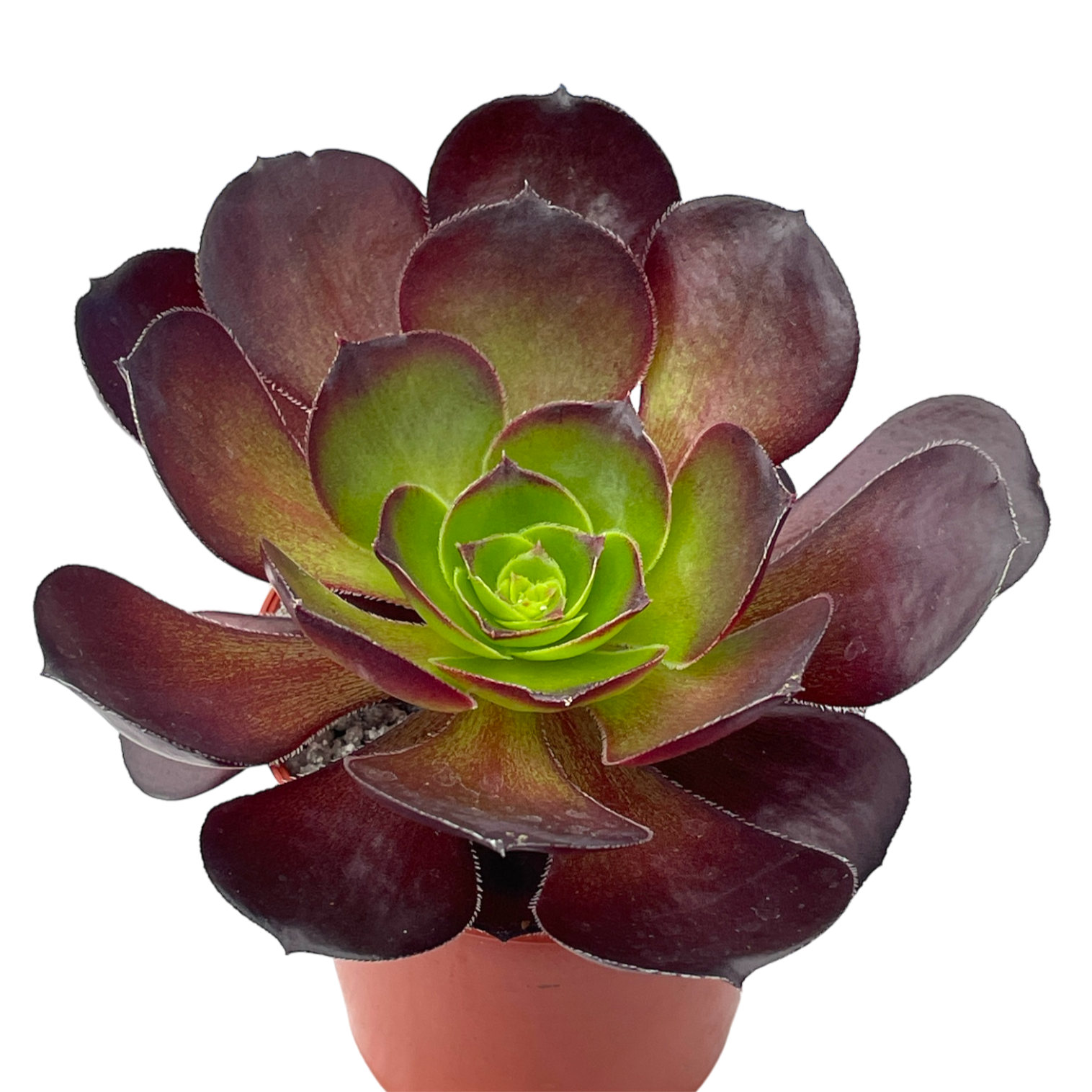 Aeonium 'Cornish Rose'
