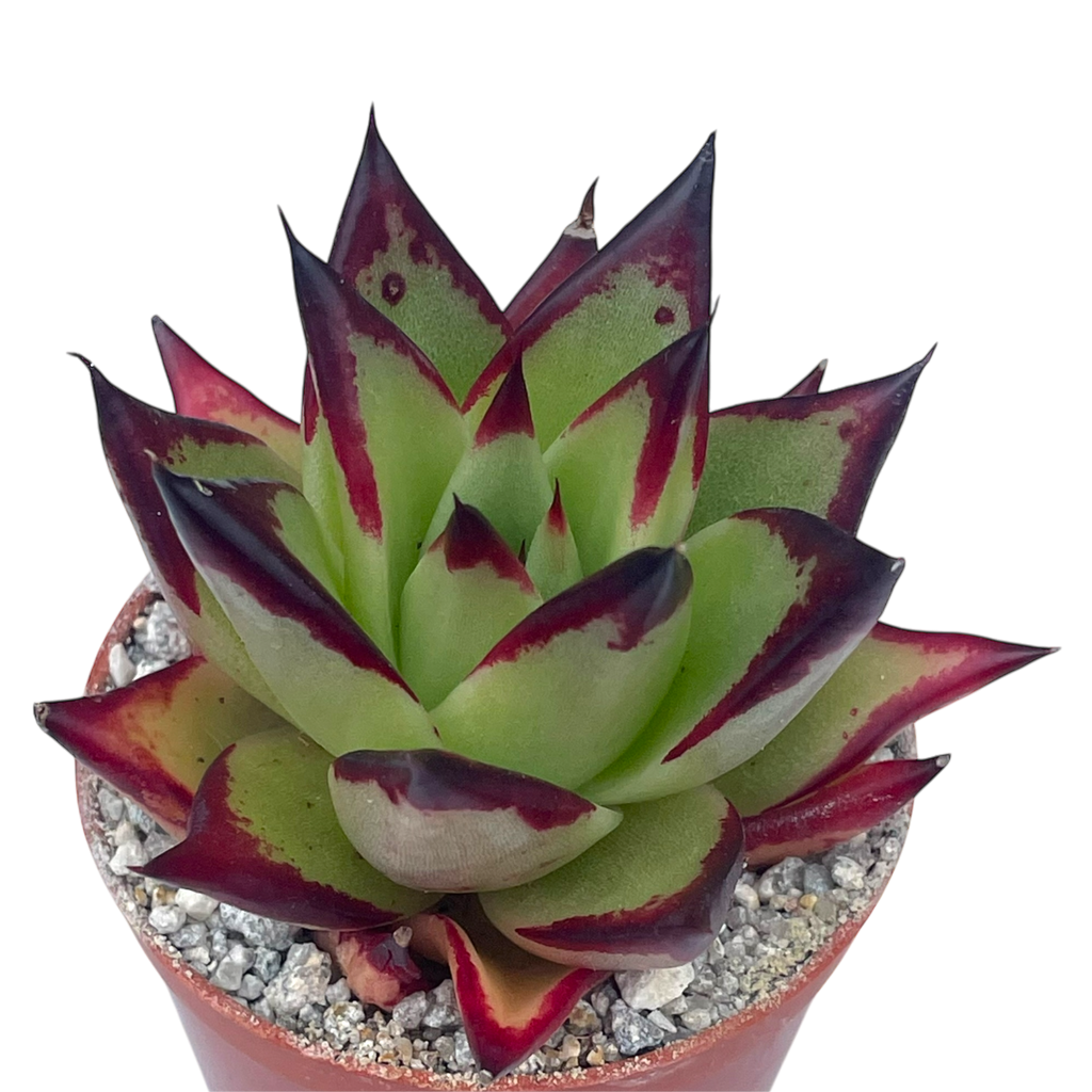 Echeveria agavoides 'Ebony'