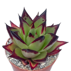 Echeveria agavoides 'Ebony'